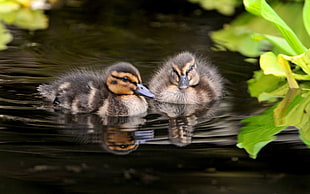 two brown ducklings
